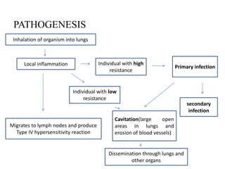 PATHOGENESIS
Inhalation of organism into lungs
secondary
infection
Individual with high
resistance
Migrates to lymph nodes and produce
Type IV hypersensitivity reaction
Local inflammation
Individual with low
resistance
Primary infection
Cavitation(large open
areas in lungs and
erosion of blood vessels)
Dissemination through lungs and
other organs
 
