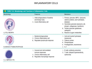 INFLAMMATORY CELLS
 