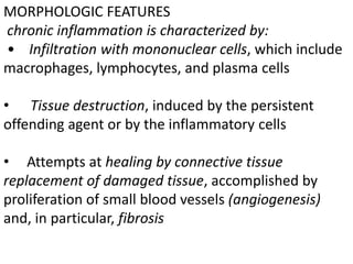 MORPHOLOGIC FEATURES
chronic inflammation is characterized by:
• Infiltration with mononuclear cells, which include
macrophages, lymphocytes, and plasma cells
• Tissue destruction, induced by the persistent
offending agent or by the inflammatory cells
• Attempts at healing by connective tissue
replacement of damaged tissue, accomplished by
proliferation of small blood vessels (angiogenesis)
and, in particular, fibrosis
 