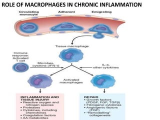 ROLE OF MACROPHAGES IN CHRONIC INFLAMMATION
 