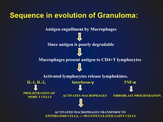 Sequence in evolution of Granuloma:
Antigen engulfment by Macrophages
Since antigen is poorly degradable
Macrophages present antigen to CD4+T lymphocytes
Activated lymphocytes release lymphokines.
IL-1, IL-2, Interferon-γ TNF-α
PROLIFERATION OF
MORE T CELLS ACTIVATES MACROPHAGES FIBROBLAST PROLIFERATION
ACTIVATED MACROPHAGES TRANSFORM TO
EPITHELIOID CELLS, -> MULTINUCLEATED GAINT CELLS
 