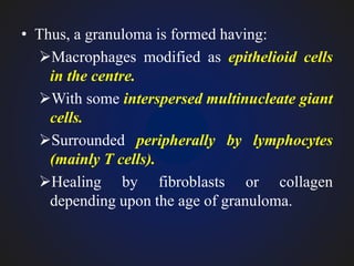 • Thus, a granuloma is formed having:
Macrophages modified as epithelioid cells
in the centre.
With some interspersed multinucleate giant
cells.
Surrounded peripherally by lymphocytes
(mainly T cells).
Healing by fibroblasts or collagen
depending upon the age of granuloma.
 