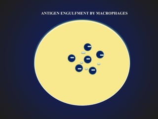 ANTIGEN ENGULFMENT BY MACROPHAGES
 
