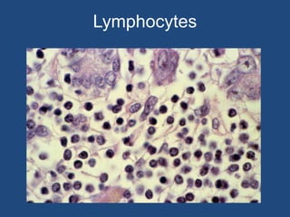 Lymphocytes
 