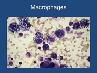 Macrophages
 