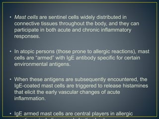 • Mast cells are sentinel cells widely distributed in
connective tissues throughout the body, and they can
participate in both acute and chronic inflammatory
responses.
• In atopic persons (those prone to allergic reactions), mast
cells are “armed” with IgE antibody specific for certain
environmental antigens.
• When these antigens are subsequently encountered, the
IgE-coated mast cells are triggered to release histamines
that elicit the early vascular changes of acute
inflammation.
• IgE armed mast cells are central players in allergic
 