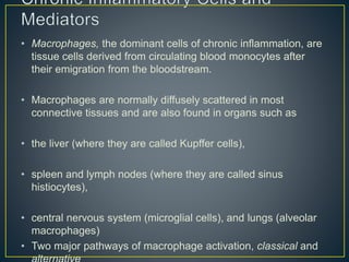 • Macrophages, the dominant cells of chronic inflammation, are
tissue cells derived from circulating blood monocytes after
their emigration from the bloodstream.
• Macrophages are normally diffusely scattered in most
connective tissues and are also found in organs such as
• the liver (where they are called Kupffer cells),
• spleen and lymph nodes (where they are called sinus
histiocytes),
• central nervous system (microglial cells), and lungs (alveolar
macrophages)
• Two major pathways of macrophage activation, classical and
 