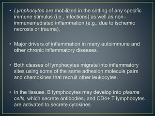 • Lymphocytes are mobilized in the setting of any specific
immune stimulus (i.e., infections) as well as non–
immunemediated inflammation (e.g., due to ischemic
necrosis or trauma),
• Major drivers of inflammation in many autoimmune and
other chronic inflammatory diseases.
• Both classes of lymphocytes migrate into inflammatory
sites using some of the same adhesion molecule pairs
and chemokines that recruit other leukocytes.
• In the tissues, B lymphocytes may develop into plasma
cells, which secrete antibodies, and CD4+ T lymphocytes
are activated to secrete cytokines
 