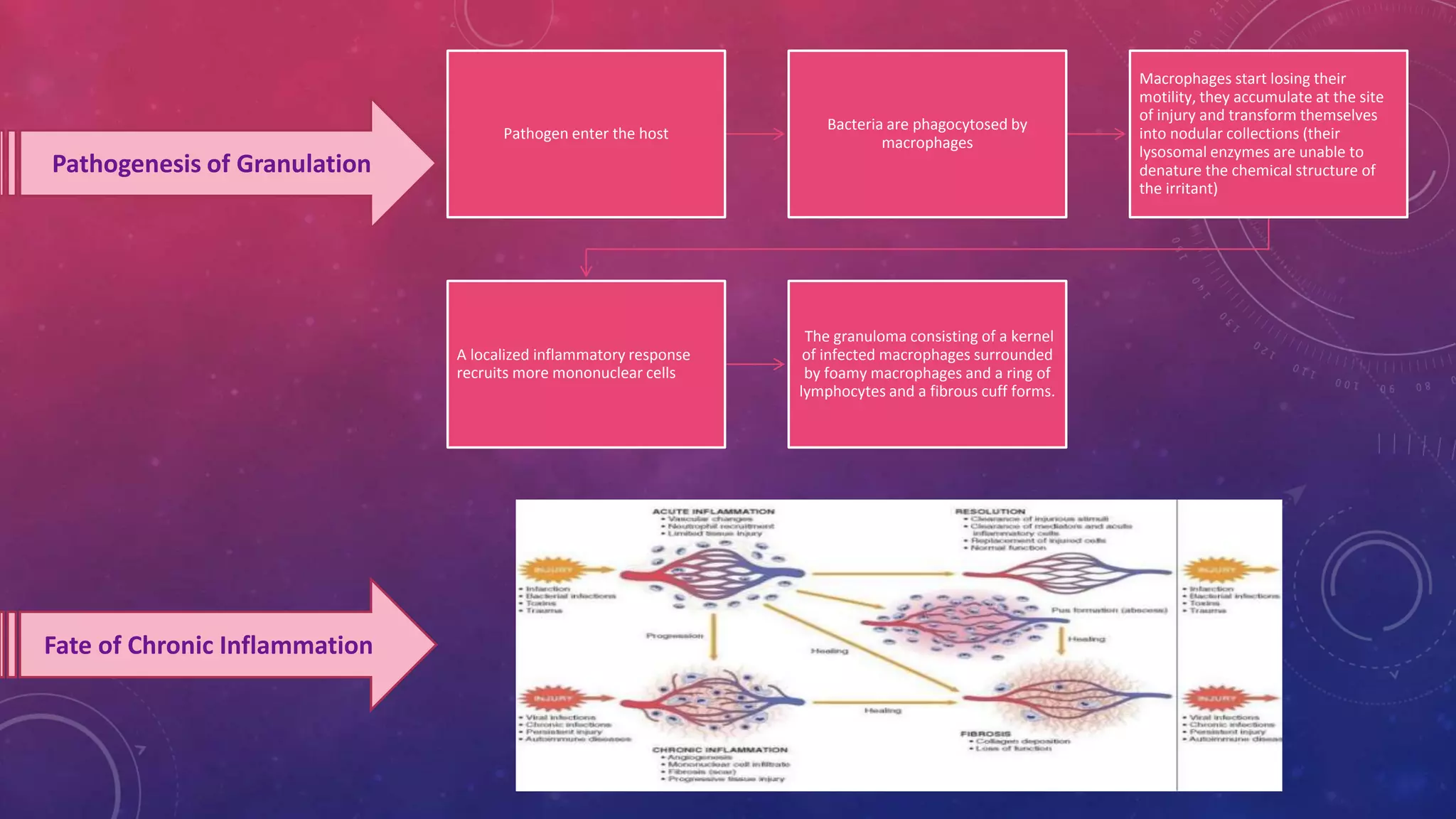 Pathogenesis of Granulation
Pathogen enter the host
Bacteria are phagocytosed by
macrophages
Macrophages start losing their
motility, they accumulate at the site
of injury and transform themselves
into nodular collections (their
lysosomal enzymes are unable to
denature the chemical structure of
the irritant)
A localized inflammatory response
recruits more mononuclear cells
The granuloma consisting of a kernel
of infected macrophages surrounded
by foamy macrophages and a ring of
lymphocytes and a fibrous cuff forms.
Fate of Chronic Inflammation
 