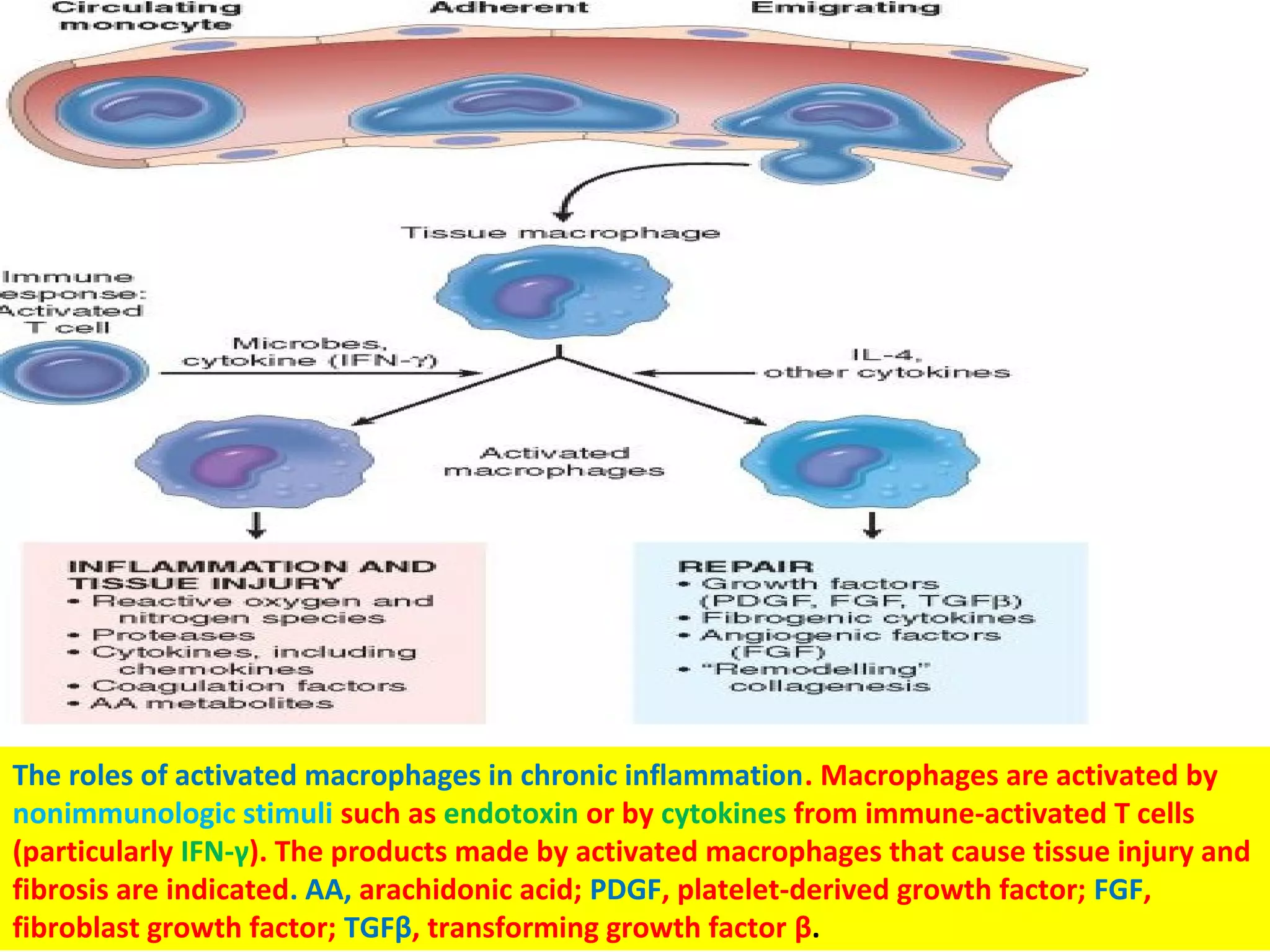 The roles of activated macrophages in chronic inflammation. Macrophages are activated by
nonimmunologic stimuli such as endotoxin or by cytokines from immune-activated T cells
(particularly IFN-γ). The products made by activated macrophages that cause tissue injury and
fibrosis are indicated. AA, arachidonic acid; PDGF, platelet-derived growth factor; FGF,
fibroblast growth factor; TGFβ, transforming growth factor β.
 