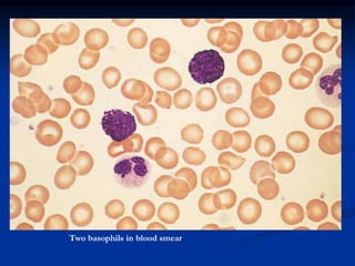 Two basophils in blood smear
 