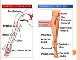 ARTERIES OF UPPER LIMB ARTERIES OF LOWER LIMB
Profunda
fermoris
Palmar Arches
 