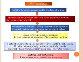 Smoking Causes vasospasm and hyperplasia of intima
Thrombosis and obliteration of vessels occur, commonly medium
sized vessels are involved
Panarteritis is common .Usually involvement is segmental
Eventually artery, vein and nerve are together involved
Nerve involvement causes rest pain
Patient presents with features of ischaemia in the limb
If patient continues to smoke, disease progresses into the collaterals,
blocking them eventually, leading to severe ischaemia
and is called as decompensatory peripheral vascular disease.
PATHOGENESIS
critical limb ischaemia.
It causes rest pain, ulceration, gangrene
 