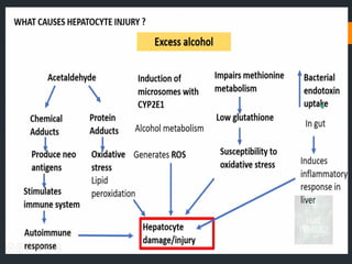 Chronic liver disease.pptx for mbbs pathology 2nd year | PPTX