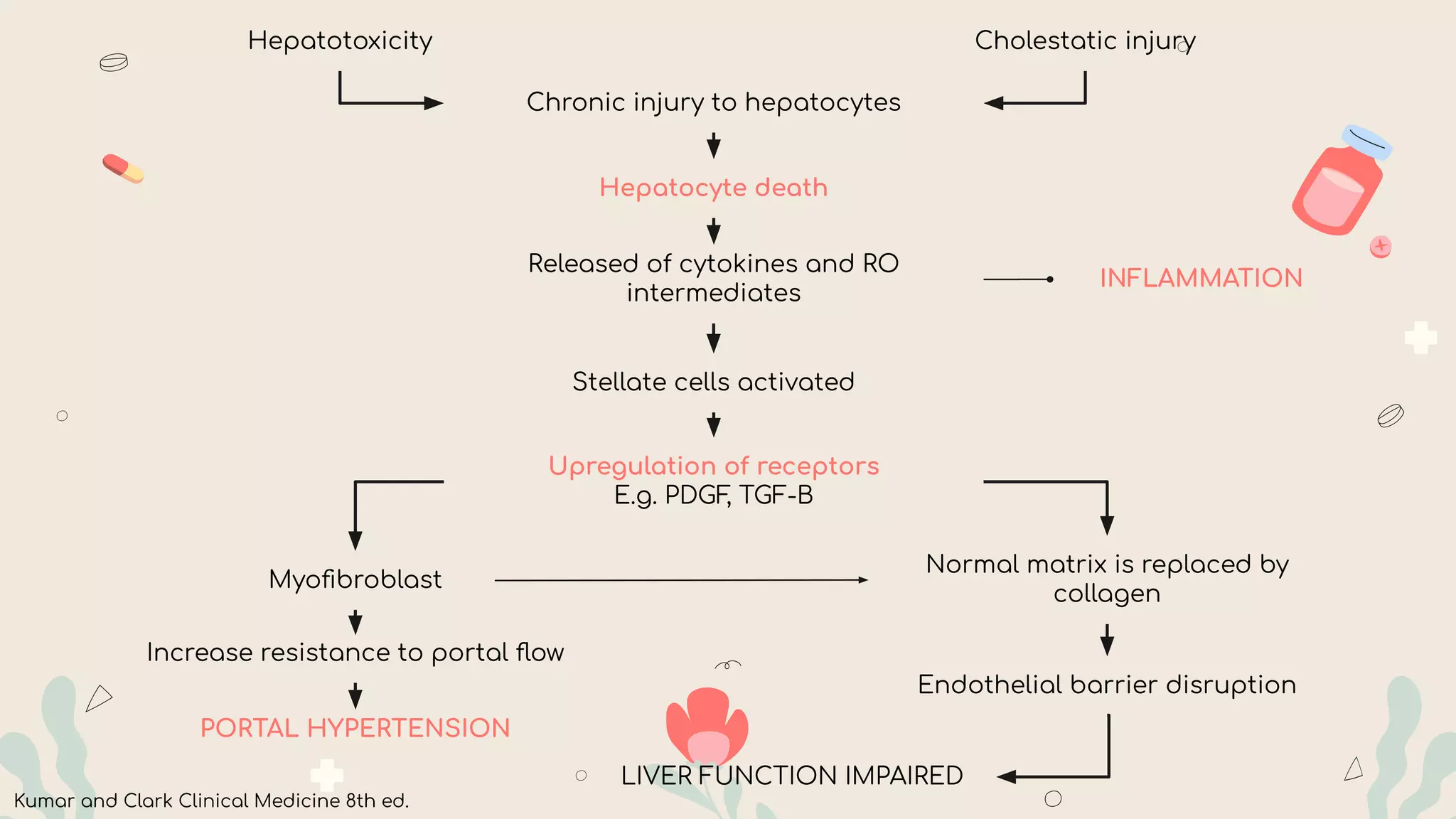 Hepatotoxicity Cholestatic injury
Chronic injury to hepatocytes
Released of cytokines and RO
intermediates
INFLAMMATION
Stellate cells activated
Upregulation of receptors
E.g. PDGF
, TGF-B
Hepatocyte death
Myoﬁbroblast
Normal matrix is replaced by
collagen
Increase resistance to portal ﬂow
PORTAL HYPERTENSION
Endothelial barrier disruption
LIVER FUNCTION IMPAIRED
Kumar and Clark Clinical Medicine 8th ed.
 