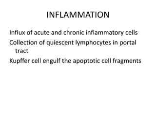INFLAMMATION
Influx of acute and chronic inflammatory cells
Collection of quiescent lymphocytes in portal
  tract
Kupffer cell engulf the apoptotic cell fragments
 
