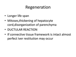 Regeneration
• Longer life span
• Mitoses,thickening of hepatocyte
  cord,disorganization of parenchyma
• DUCTULAR REACTION
• If connective tissue framework is intact almost
  perfect iver restitution may occur
 