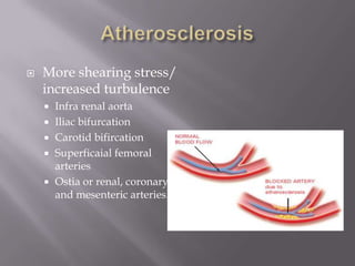  More shearing stress/
increased turbulence
 Infra renal aorta
 Iliac bifurcation
 Carotid bifircation
 Superficaial femoral
arteries
 Ostia or renal, coronary
and mesenteric arteries.
 