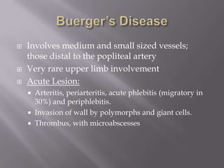  Involves medium and small sized vessels;
those distal to the popliteal artery
 Very rare upper limb involvement
 Acute Lesion:
 Arteritis, periarteritis, acute phlebitis (migratory in
30%) and periphlebitis.
 Invasion of wall by polymorphs and giant cells.
 Thrombus, with microabscesses
 