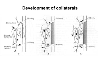 Development of collaterals
 