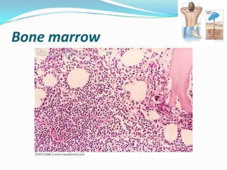 Bone marrow

 