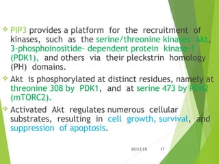  PIP3 provides a platform for the recruitment of
kinases, such as the serine/threonine kinases Akt,
3-phosphoinositide- dependent protein kinase-1
(PDK1), and others via their pleckstrin homology
(PH) domains.
 Akt is phosphorylated at distinct residues, namely at
threonine 308 by PDK1, and at serine 473 by PDK2
(mTORC2).
 Activated Akt regulates numerous cellular
substrates, resulting in cell growth, survival, and
suppression of apoptosis.
01/12/15 17
 
