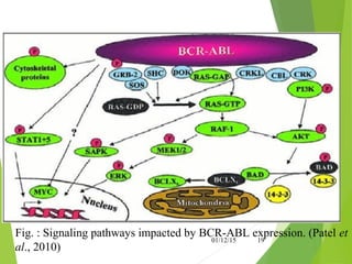 Fig. : Signaling pathways impacted by BCR-ABL expression. (Patel et
al., 2010)
01/12/15 19
 