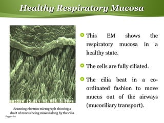 Page  14
Healthy Respiratory MucosaHealthy Respiratory Mucosa
 This EM shows theThis EM shows the
respiratory mucosa in arespiratory mucosa in a
healthy state.healthy state.
 The cells are fully ciliated.The cells are fully ciliated.
 The cilia beat in a co-The cilia beat in a co-
ordinated fashion to moveordinated fashion to move
mucus out of the airwaysmucus out of the airways
(mucociliary transport).(mucociliary transport).
Scanning electron micrograph showing aScanning electron micrograph showing a
sheet of mucus being moved along by the ciliasheet of mucus being moved along by the cilia
 