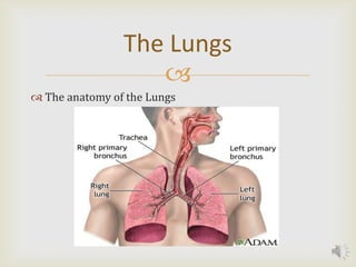 The Lungs
                   
 The anatomy of the Lungs




                             3
 
