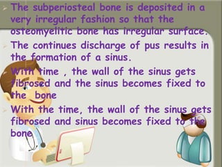  The subperiosteal bone is deposited in a
very irregular fashion so that the
osteomyelitic bone has irregular surface.
 The continues discharge of pus results in
the formation of a sinus.
 With time , the wall of the sinus gets
fibrosed and the sinus becomes fixed to
the bone
 With the time, the wall of the sinus gets
fibrosed and sinus becomes fixed to the
bone.
 