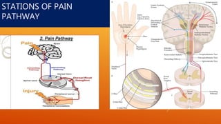 STATIONS OF PAIN
PATHWAY
 