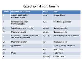Rexed Laminae Function CHRONIC PAIN MANAGEMENT IN ANESTHESIA PPT | PPTX