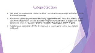 Autoprotection
 Pancreatic enzymes are inactive inside acinar cells because they are synthesized and stored
as inactive enzymes
 Acinar cells synthesize pancreatic secretory trypsin inhibitor, which also protects acinar
cells from autodigestion because it counteracts premature activation of trypsinogen inside
acinar cells (encoded by serine protease inhibitor Kazal type1 (SPINK-1) gene –
 Mutations are associated with the development of chronic pancreatitis, especially in
childhood.
 