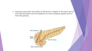  Accessory pancreatic duct (Duct of Santorini): It begins in the lower part of
the head and opens into the duodenum at minor duodenal papilla (6-8 cm
from the pylorus).
 