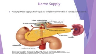 Nerve Supply
 Parasympathetic supply is from vagus and sympathetic innervation is from splanchnic nerves.
 