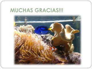 MUCHAS GRACIAS!!!
 