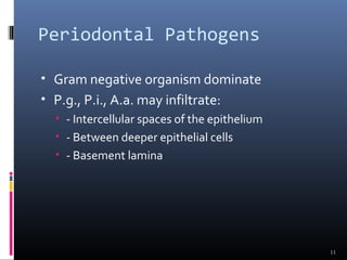 Periodontal Pathogens
• Gram negative organism dominate
• P.g., P.i., A.a. may infiltrate:
• - Intercellular spaces of the epithelium
• - Between deeper epithelial cells
• - Basement lamina
11
 