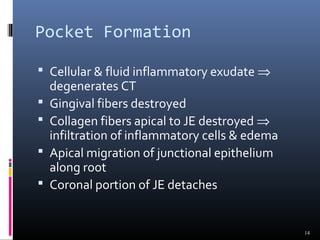 Pocket Formation
 Cellular & fluid inflammatory exudate ⇒
degenerates CT
 Gingival fibers destroyed
 Collagen fibers apical to JE destroyed ⇒
infiltration of inflammatory cells & edema
 Apical migration of junctional epithelium
along root
 Coronal portion of JE detaches
14
 