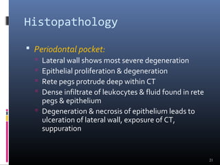 Histopathology
 Periodontal pocket:
 Lateral wall shows most severe degeneration
 Epithelial proliferation & degeneration
 Rete pegs protrude deep within CT
 Dense infiltrate of leukocytes & fluid found in rete
pegs & epithelium
 Degeneration & necrosis of epithelium leads to
ulceration of lateral wall, exposure of CT,
suppuration
21
 