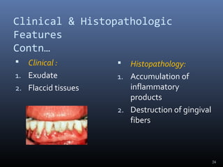 Clinical & Histopathologic
Features
Contn…
 Clinical :
1. Exudate
2. Flaccid tissues
 Histopathology:
1. Accumulation of
inflammatory
products
2. Destruction of gingival
fibers
24
 