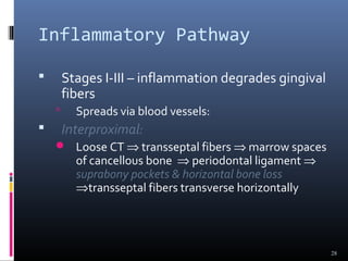Inflammatory Pathway
 Stages I-III – inflammation degrades gingival
fibers
 Spreads via blood vessels:
 Interproximal:
 Loose CT ⇒ transseptal fibers ⇒ marrow spaces
of cancellous bone ⇒ periodontal ligament ⇒
suprabony pockets & horizontal bone loss
⇒transseptal fibers transverse horizontally
28
 