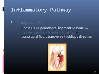 Inflammatory Pathway
 Interproximal:
 Loose CT ⇒ periodontal ligament ⇒ bone ⇒
infrabony pockets & vertical bone loss ⇒
transseptal fibers transverse in oblique direction
29
 