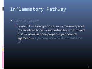 Inflammatory Pathway
 Facial & Lingual:
 Loose CT ⇒ along periosteum ⇒ marrow spaces
of cancellous bone ⇒ supporting bone destroyed
first ⇒ alvoelar bone proper ⇒ periodontal
ligament ⇒ suprabony pocket & horizontal bone
loss
30
 