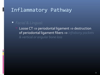 Inflammatory Pathway
 Facial & Lingual:
 Loose CT ⇒ periodontal ligament ⇒ destruction
of periodontal ligament fibers ⇒ infrabony pockets
& vertical or angular bone loss
31
 
