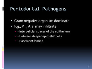 Periodontal Pathogens
• Gram negative organism dominate
• P.g., P.i., A.a. may infiltrate:
• - Intercellular spaces of the epithelium
• - Between deeper epithelial cells
• - Basement lamina
11
 