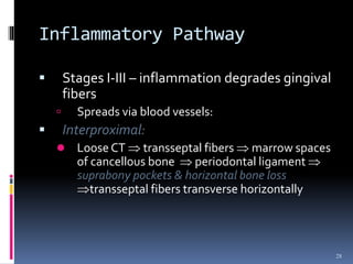 Inflammatory Pathway
 Stages I-III – inflammation degrades gingival
fibers
 Spreads via blood vessels:
 Interproximal:
 Loose CT  transseptal fibers  marrow spaces
of cancellous bone  periodontal ligament 
suprabony pockets & horizontal bone loss
transseptal fibers transverse horizontally
28
 