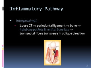 Inflammatory Pathway
 Interproximal:
 Loose CT  periodontal ligament  bone 
infrabony pockets & vertical bone loss 
transseptal fibers transverse in oblique direction
29
 