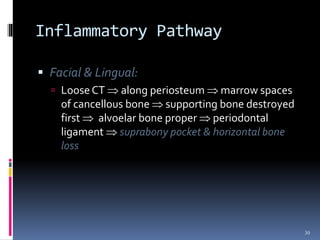 Inflammatory Pathway
 Facial & Lingual:
 Loose CT  along periosteum  marrow spaces
of cancellous bone  supporting bone destroyed
first  alvoelar bone proper  periodontal
ligament  suprabony pocket & horizontal bone
loss
30
 