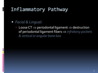 Inflammatory Pathway
 Facial & Lingual:
 Loose CT  periodontal ligament  destruction
of periodontal ligament fibers  infrabony pockets
& vertical or angular bone loss
31
 