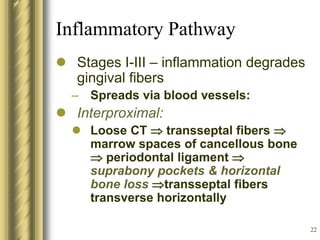 22
Inflammatory Pathway
 Stages I-III – inflammation degrades
gingival fibers
– Spreads via blood vessels:
 Interproximal:
 Loose CT  transseptal fibers 
marrow spaces of cancellous bone
 periodontal ligament 
suprabony pockets & horizontal
bone loss transseptal fibers
transverse horizontally
 